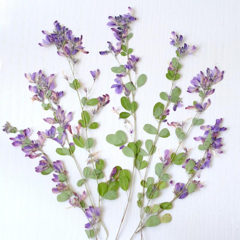 6pcs,nature Lespedeza Formosa  - đánh giá và giá Resin Art Of Flowers
