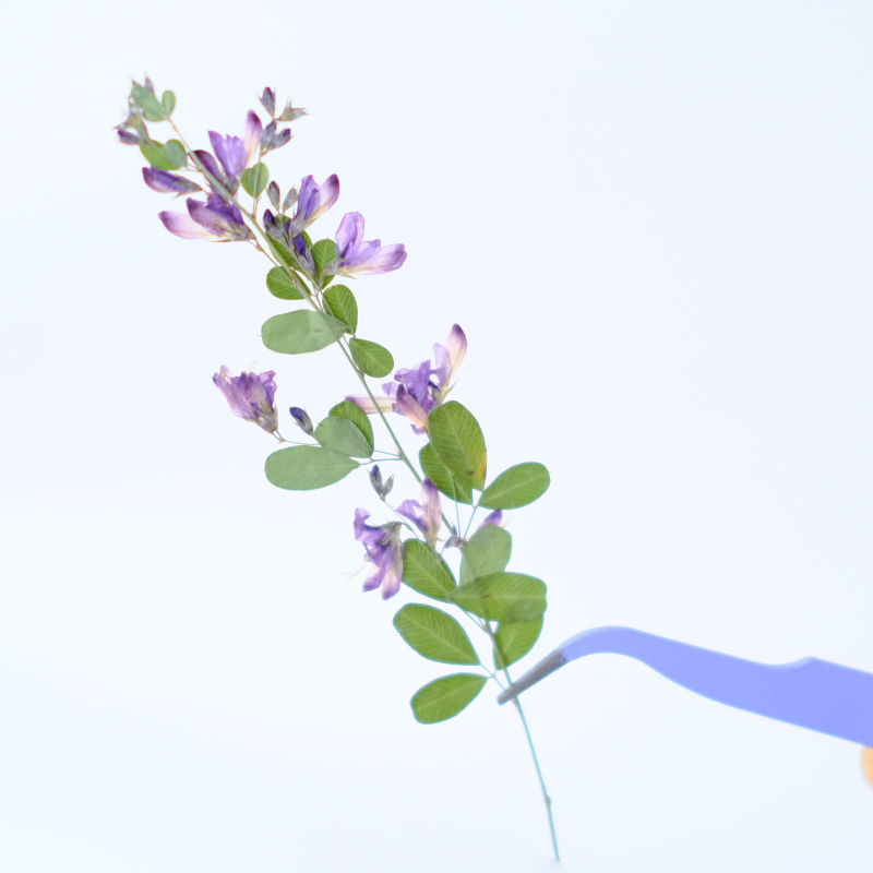 6pcs,nature Lespedeza Formosa  - đánh giá và giá Resin Art Of Flowers