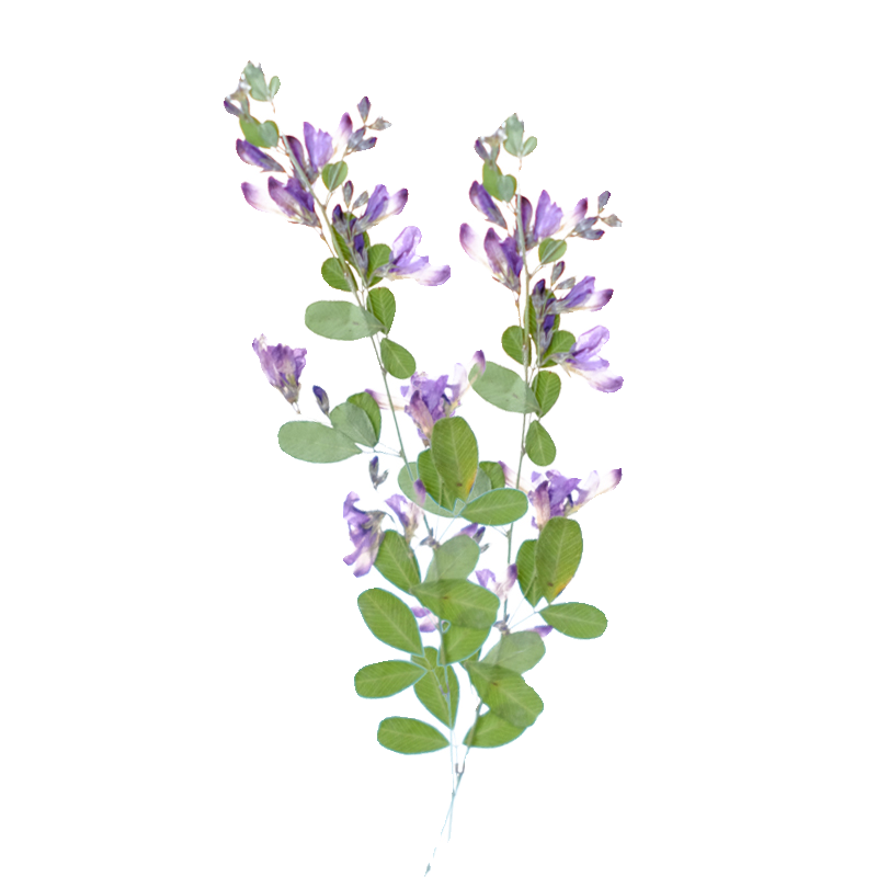 6pcs,nature Lespedeza Formosa  - đánh giá và giá Resin Art Of Flowers